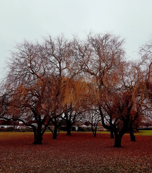 tree, five element acupuncture london, winter, acupuncture london