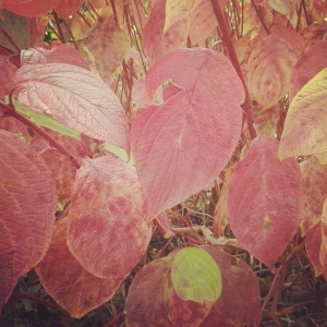 fall, autumn, leaf, abundance